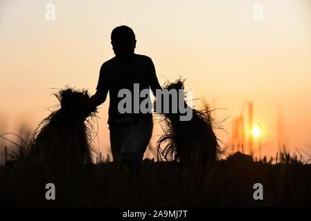 Ein Bauer trägt seinen geerntet Paddy bei Sonnenuntergang, bei Saderi Dorf in Barrio Bocagrande Bezirk von Assam. Stockfoto