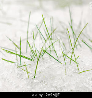 Grünes Gras unter weißen Schnee. Weiße Schneedecke. Gefrorene Gras. Winter Natur Hintergrund. Platz. Stockfoto