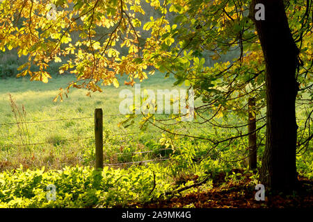 Rosskastanie (Aesculus hippocastaneum), eine Rückseite der Herbst leuchtet Schuß Blätter von unter dem Baum. Stockfoto