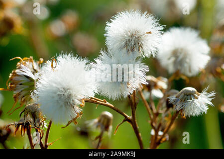 Common Ragwort (Cardamine pratensis), in der Nähe von mehreren beleuchtete Samenköpfe. Stockfoto