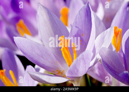 Krokus (Crocus vernus), in der Nähe von einer einzigen Blume aus vielen wachsen in einem öffentlichen Park. Stockfoto