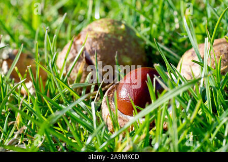 Kastanien oder Conkers (aesculus hippocastaneum), Nahaufnahme ein conker noch in den offenen Fall im Gras verborgen liegt. Stockfoto