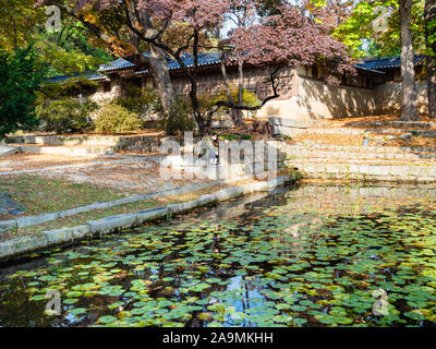 SEOUL, Südkorea - 31. OKTOBER 2019: Gast am Ufer des Aeryeonji Teich mit Lotus Pflanze in Huwon geheime Garten hinter der Changdeokgung-palast Co Stockfoto