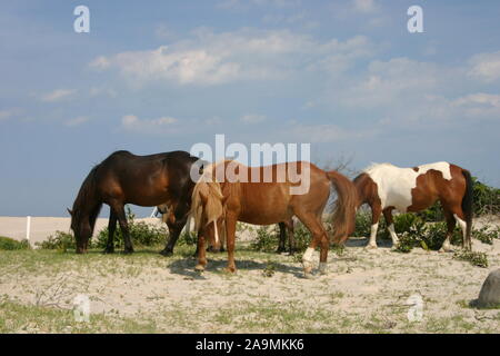 Wilde Pferde/Ponys auf Assateague Island Stockfoto