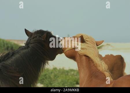 Wilde Pferde/Ponys auf Assateague Island Stockfoto