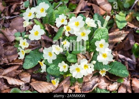 Primula vulgaris, gemeinsame Primrose auf Møn in Dänemark Blüte im Frühling Stockfoto