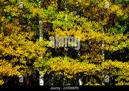 Eine Nahaufnahme natur Bild von Aspen tree branches Mit thier Blätter die hellen Farben des Herbstes in ländlichen Alberta Kanada Stockfoto