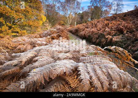 Frost bedeckt Adlerfarn und sonnendurchfluteten Wäldern in Farndale, der North Yorkshire Moors, UK. Stockfoto