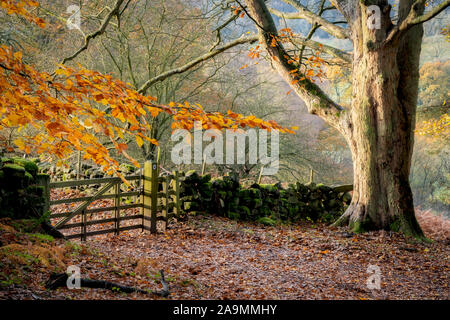 Herbst Sonnenlicht über Bäume und Wald am Birke Hagg Wodd in Farndale, der North Yorkshire Moors, UK. Stockfoto