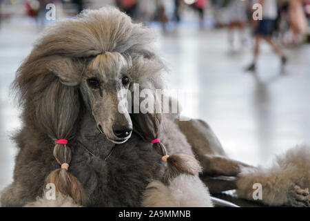 Große schwarz grau Pudel präparierten vor dem Hund Ausstellung Wettbewerb, rosa Gummis im Haar Stockfoto