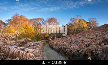 Herbst Sonnenlicht über Bäume und Wald am Birke Hagg Wodd in Farndale, der North Yorkshire Moors, UK. Stockfoto