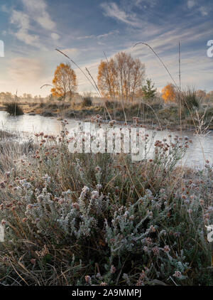 Frost bedeckt Gräser und Heidekraut und sonnendurchfluteten Silber Birken im frühen Herbst Sonnenlicht. Stockfoto