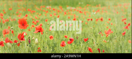 Wilde rote Mohnblumen wachsen in grünes Weizenfeld, breites Panorama banner Stockfoto