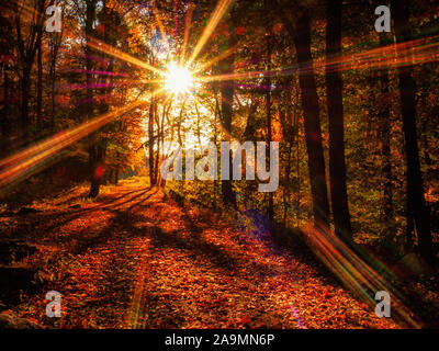 Schönen Herbst Sonnenlicht auf rote Blätter im Herbst im Wald, New York im Herbst, Rockefeller State Park erhalten, Pleasantville, New York, Oktober 201 Stockfoto