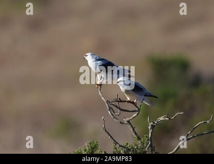 Zwei White tailed Kites thront auf toten Baum Stockfoto