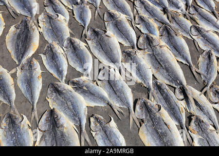 Getrocknete Fische auf dem Boden in Sri Lanka zu trocknen Stockfoto