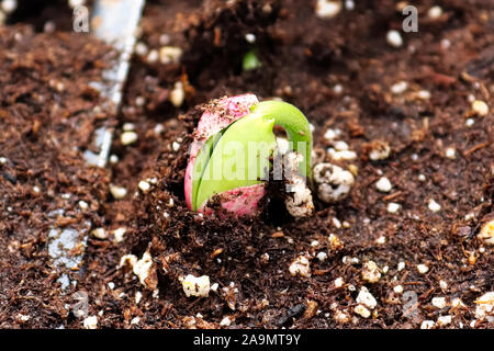 Nahaufnahme einer Bean sprout Risse aus seinem Samen Stockfoto