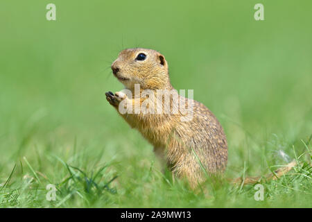 Ziesel (Spermophilus Citellus) Europäische Ziesel Stockfoto