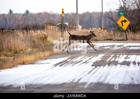 10 white tailed deer Buck in Wisconsin Straße läuft im November Stockfoto