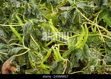 Nahaufnahme von Bohne Pflanzen nach einem Frost Stockfoto