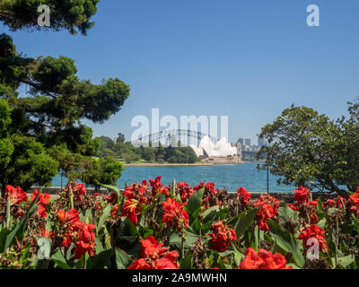 Sydney Opera House und die Harbour Bridge von den Königlichen Botanischen Gärten gesehen Stockfoto