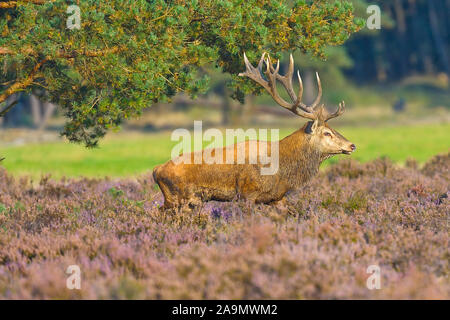 Rothirsch (Cervus Elaphus) Stockfoto