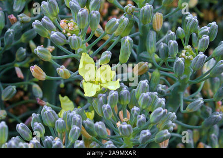 Eine einzelne Brokkoli Blume blühen zwischen Knospen Stockfoto