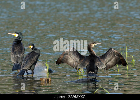 Kormoran Phalacrocorax Carbo, Kormoran Stockfoto