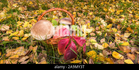 Banner mit Korb von großen wild Penny Bun Pilze, bekannt als Porchini oder Boletus edulis. Herbst Hintergrund mit grünem Gras und gefallenen Goldgelb Stockfoto