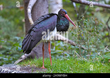 Schwarzstorch (Ciconia Nigra) Black Stork Stockfoto