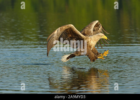 Seeadler / Haliaeetus Horste / Seeadler Sea Eagle Stockfoto