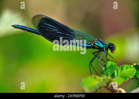 Gebaenderte Prachtlibelle (Calopteryx Splendens) Stockfoto