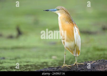 Rallenreiher, Ardeola Ralloides, Stockfoto