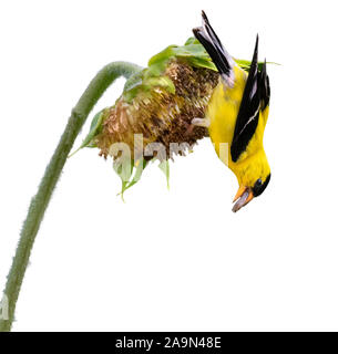 American goldfinch (spinus Tristis) männliche Fütterung auf Sonnenblume, auf weißem Hintergrund Stockfoto