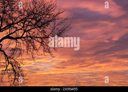 Winterhimmel bei Sonnenaufgang, Ames, Iowa, USA, mit rosafarbenen strato-Cumulus-Wolken. Stockfoto