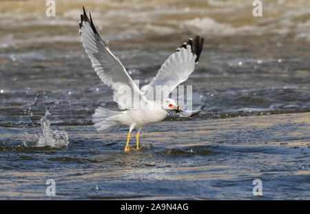 Ring-billed Gull (Larus delawarensis) Angeln, Iowa, USA. Stockfoto