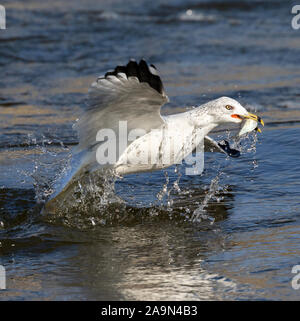 Ring-billed Gull (Larus delawarensis) Angeln, Iowa, USA. Stockfoto