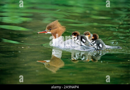 Tiere/Voegel/Tiere/Vögel/Gaensesaeger/Gossander/Mergus Merganser Stockfoto