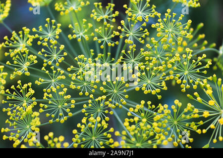 Blick von oben auf die Dill Unkraut Blumen gegen eine blured Hintergrund Stockfoto