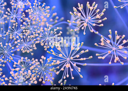 Blick von oben auf die Dill Unkraut Blumen vor einem blauen Hintergrund Stockfoto