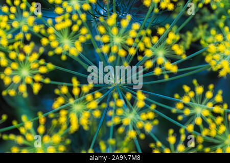 Die Detailansicht der Dill Kopf Stiele mit blured Blumen Stockfoto