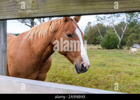 In der Nähe der Schöne braune Pferd suchen thru Holzzaun auf der Farm Stockfoto
