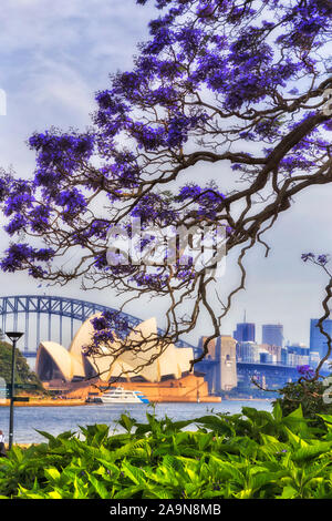 Filiale der blühenden Jacaranda Blumen über Green Bush im Botanischen Garten von Sydney am Ufer des Hafens von Sydney mit Blick auf die Stadt Architektur Sehenswürdigkeiten u Stockfoto