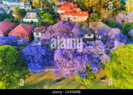 Jacaranda Street in Sydney wohlhabenden Vorort Kirribilli im Frühling Saison der üppige Blüte der violette Bäume in der Nähe der Green Park - erhöhte Antenne v Stockfoto