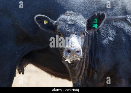 Ein schwarzes Baby Kuh hat saugen und hat Milch rund um ihren Mund Stockfoto