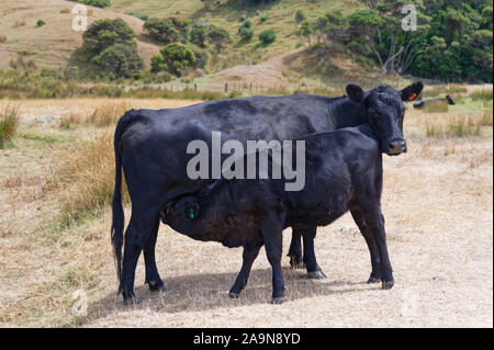 Ein Kalb trinkt Milch von der Mutter beim Stehen in einem paddock Stockfoto