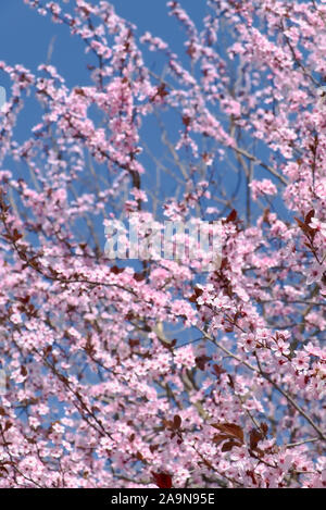 Frühjahr blühenden Kirschbaum mit rosa Blätter auf einem blauen Hintergrund Stockfoto