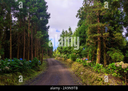 Pfad im Wald der Azoren mit blauen Hortensie Blumen und üppigen grünen Regenwald Vegetation in Sao Miguel, Azoren, Portugal Stockfoto