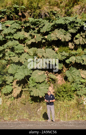 Junger Erwachsener Mann gegen grossen Chilenischen Rhabarber Werk in Pumalin Park, Chaiten, Patagonien, Chile Stockfoto