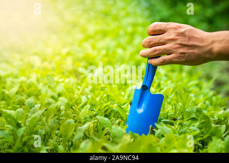 Gärtner hand Garten Kelle auf organisches Gemüse- und Morgensonne. Konzept der Landwirtschaft. Closeup kopieren und Platz für Text. Stockfoto